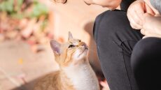 10 πράγματα που δεν πρέπει ποτέ να πείτε σε κάποιον που έχει γάτα