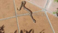 Λαμία: Οχιά... έκοβε βόλτες σε αυλή σπιτιού στον Αφανό