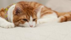 Γιατί οι γάτες κρύβουν τον πόνο τους; Τι πρέπει να γνωρίζετε ώστε να τις βοηθήσετε