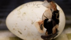 Νότια Αφρική: Αντί για πασχαλινά αυγά, υιοθετήστε ένα αυγό πιγκουίνου, προτρέπει περιβαλλοντική οργάνωση