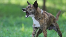 Γιαννιτσά: Η γιαγιά έσωσε τον 4χρονο που του επιτέθηκε σκύλος – Μήνυση κατά παντός υπευθύνου από την οικογένεια