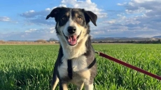 Θεσσαλονίκη: Έχασε τη σκυλίτσα του στα ελληνοτουρκικά σύνορα το 2023 και τη βρήκε έναν χρόνο μετά στη Σερβία