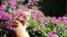 8 μύθοι για τις γάτες καταρρίπτονται