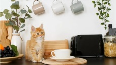 Τι θα γίνει αν ανεβαίνει η γάτα σας στους πάγκους της κουζίνας