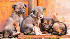 Αδέσποτα: Όποιος τα πετάει στον δρόμο ή τα σκοτώνει, εντοπίζεται πλέον από το DNA