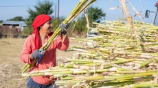 Πετιμέζι όπως παλιά στην Ξάνθη, με τον σπόρο που διαφύλαξε μια 90χρονη από τα Κομνηνά