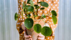 Τι είναι το plant parenting και γιατί είναι το νέο trend