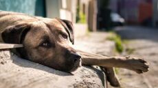 Κτηνωδία στη Θέρμη - Πυροβόλησαν και σκότωσαν σκύλο επειδή ενοχλούσε τα ζώα τους