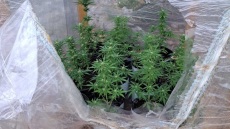 Σύλληψη ζευγαριού στο Μεσολόγγι για διακίνηση ναρκωτικών 
