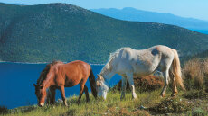 Το μυστήριο της Θεσσαλίας - Πώς εξαφανίστηκαν 60 άγρια άλογα από την περιοχή της Καρδίτσας