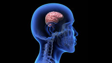 Μήπως γινόμαστε λιγότερο έξυπνοι; Το μυστήριο των εγκεφάλων που συρρικνώνονται