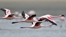 Ινδία: Δεκάδες ροζ φλαμίνγκο σκοτώθηκαν σε σύγκρουση με αεροπλάνο