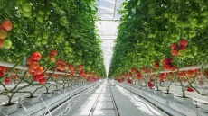 Wonderplant: Ντομάτες σε συνθήκες μόνιμης άνοιξης