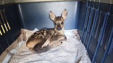 Τραυματισμένα και ορφανά ζαρκαδάκια περιέθαλψαν στην Καστοριά – Δείτε φωτογραφίες