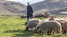 Γιατί τα καλαρρύτικα πρόβατα αποτελούν μια premium πρώτη ύλη για τις κουζίνες των εστιατορίων;