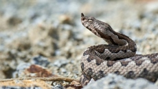 Οχιά δάγκωσε ποδοσφαιριστή στη Λαμία - Διακομίστηκε στο νοσοκομείο