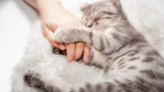 Μπορεί η γάτα σας να νιώσει τα συναισθήματά σας; Τι λένε έρευνες