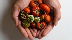 3 σεφ μάς δίνουν tips για το πώς να φτιάξουμε μποστάνι στην ταράτσα ή το μπαλκόνι μας