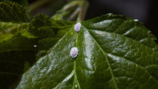 Ποιο είναι το διάσημο έντομο που όλοι μας τρώμε; 