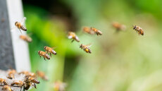 Επτάχρονος στην Κρήτη υπέστη αλλεργικό σοκ από τσίμπημα μέλισσας