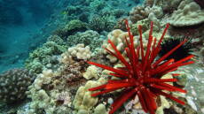 Πανδημία «χτυπά» τους αχινούς και απειλεί κοραλλιογενείς υφάλους στην Ερυθρά Θάλασσα