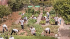 Πώς να φτιάξετε το δικό σας περιβόλι στην αυλή ή τη βεράντα σας