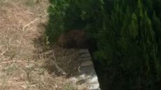 Καστοριά: Απεγκλωβίστηκε αρκουδάκι 6 μηνών από προαύλιο ξενοδοχείου 