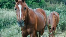 Λέσβος: Συνελήφθη αγρότης για κακοποίηση αλόγου