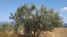 Η αναγέννηση ενός βιοδυναμικού ελαιώνα στη Λάρισα