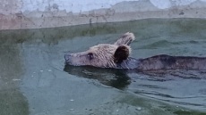 Ιωάννινα: Περιπέτεια για αρκούδα που εγκλωβίστηκε σε δεξαμενή, δείτε πώς την έβγαλαν
