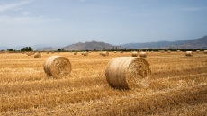Θεσσαλικός κάμπος: εξερευνώντας τον τόπο που δίνει τροφή και ζωή σε όλη τη χώρα