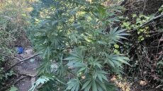 Ρέθυμνο: Εντοπίστηκαν πέντε φυτείες με 102 δενδρύλλια κάνναβης