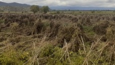 Πρέσπες: Δέκα αγελάδες σκοτώθηκαν από κεραυνό σε κτηνοτροφική μονάδα