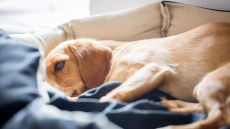 Μήπως ήρθε η ώρα να πείτε αντίο; Τα σημάδια ότι πλησιάζει το τέλος του σκύλου σας