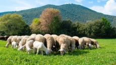 Κέλλας: Από τη Ρουμανία ήρθε πιθανότατα η πανώλη των αιγοπροβάτων