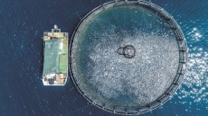 Αποστολή στον Αστακό: Η ζωή των ψαριών στις θαλάσσιες φάρμες 