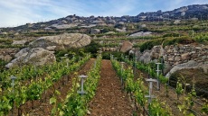 Μαλαγουζιά: Γιατί τη χαρακτήρισαν Σταχτοπούτα των ελληνικών κρασοστάφυλων;