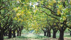 Οι τρεις βασικές ποικιλίες του κελυφωτού φιστικιού
