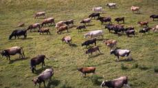 Αιματηρό επεισόδιο για τα βοσκοτόπια στο Λασίθι - Δύο τραυματίες