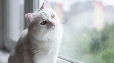 6 πράγματα που έχουν νόημα για τη γάτα σας αλλά όχι για εσάς