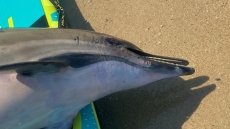 Χαλκιδική: Νεκρό δελφίνι στη Νέα Ηράκλεια – Το είχαν δέσει με σχοινί