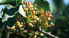 Η ιστορία του φιστικιού: ο καρπός που έσωσε την ανθρωπότητα