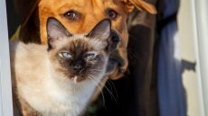 Αυτά είναι δύο από τα πιο επικίνδυνα λαχανικά για τις γάτες και τους σκύλους