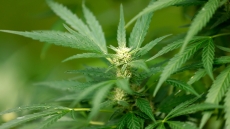 Κρήτη: Πολεμικά όπλα στο σπίτι του καλλιεργητή εννέα χασισοφυτειών