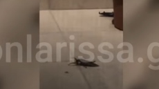 Λάρισα: Βρέθηκε σε μπαλκόνι σπιτιού ένας λιθόκερος, σπάνιο έντομο που μοιάζει με κατσαρίδα