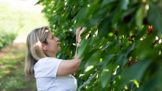 Η περιοχή που παράγει τα διασημότερα μήλα και κάστανα της Ελλάδας