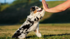 «Κόλλα 5»: Πώς να το μάθετε στον σκύλο σας σε 4 βήματα