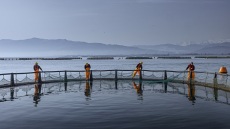 Philosofish: Μια ελληνική εταιρεία ιχθυοκαλλιέργειας στις 5 μεγαλύτερες του κόσμου