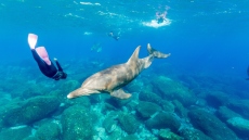 Προβληματισμός στις ΗΠΑ: Ανιχνεύτηκε φαιντανύλη σε δεκάδες δελφίνια στον κόλπο του Μεξικού