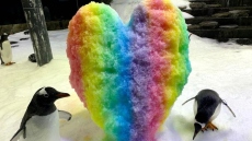 Αυστραλία: Πέθανε ο διάσημος γκέι πιγκουίνος Sphen - O σύντροφός του τον αποχαιρέτησε τραγουδώντας